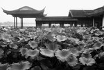 LotusToitBW