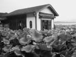 MaisonLotusBW