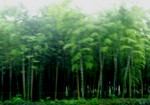 RainyBamboo