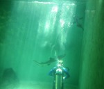 plongeurauxrequins