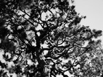 arbre