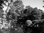 larbreenboule