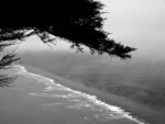 plagebranche